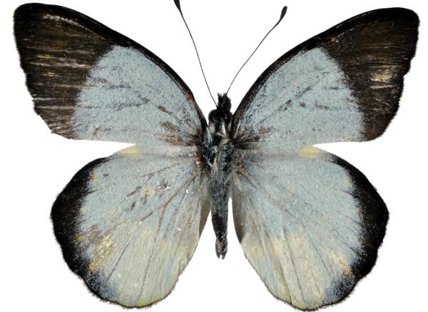 秘魯蝴蝶標本進口報關(guān)清關(guān)代理服務(wù)【經(jīng)典案例】